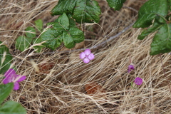 Clarkia
