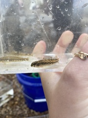 Etheostoma planasaxatile