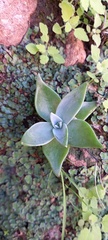 Dudleya rubens