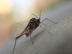 Tuberolachnus salignus