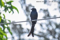 Dicrurus macrocercus