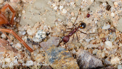 Novomessor albisetosus