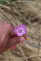Clarkia