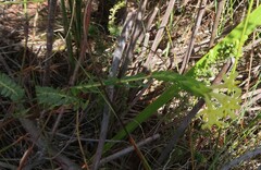 Gnidia oppositifolia