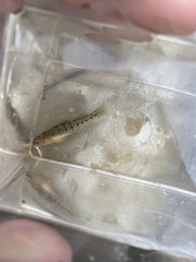 Etheostoma planasaxatile