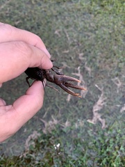 Creaserinus hedgpethi