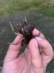 Creaserinus hedgpethi