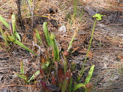 Sarracenia minor