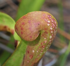 Sarracenia minor