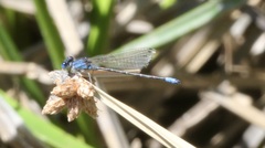 Argia alberta