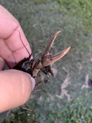 Creaserinus hedgpethi