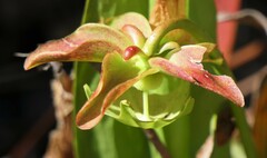 Sarracenia minor