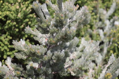 Adenanthos sericeus