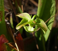 Sarracenia minor