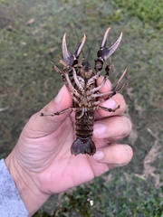 Creaserinus hedgpethi