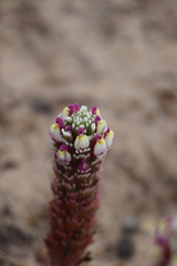 Castilleja exserta latifolia