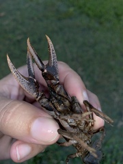 Creaserinus hedgpethi