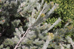 Adenanthos sericeus
