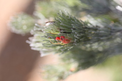 Adenanthos sericeus