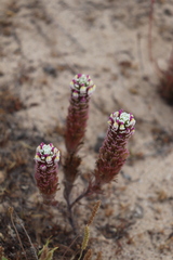 Castilleja exserta latifolia