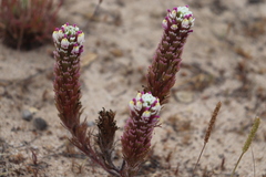 Castilleja exserta latifolia