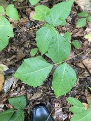 Toxicodendron rydbergii