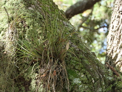 Tillandsia simulata