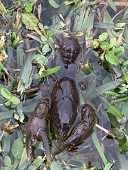 Creaserinus hedgpethi