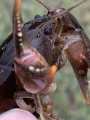 Creaserinus hedgpethi