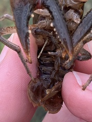 Creaserinus hedgpethi