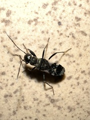Rhyparochrominae