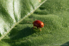 Sphaeroderma testaceum