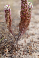 Castilleja exserta latifolia