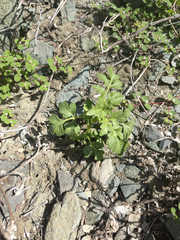 Coreocarpus parthenioides parthenioides