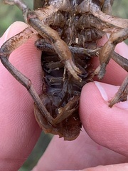 Creaserinus hedgpethi