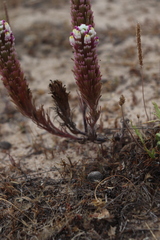 Castilleja exserta latifolia