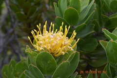 Leucospermum conocarpodendron