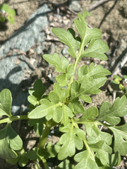 Coreocarpus parthenioides parthenioides