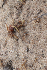 Meinertellidae