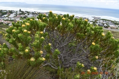 Leucospermum conocarpodendron