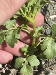 Coreocarpus parthenioides parthenioides