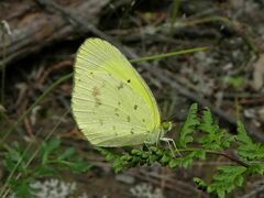Eurema smilax