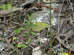 Eurema smilax