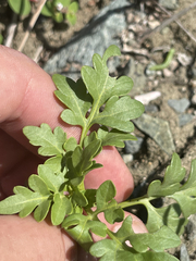 Coreocarpus parthenioides parthenioides