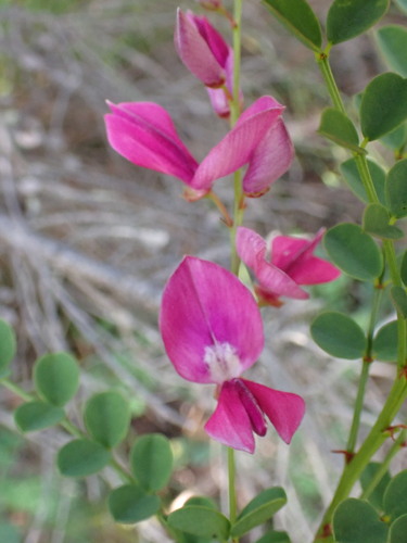 Image of Indigofera langebergensis by (c) Ren Hoekstra, some rights reserved (CC BY)