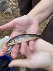 Campostoma oligolepis