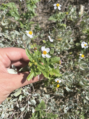 Coreocarpus parthenioides parthenioides