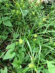 Carex louisianica