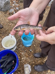 Campostoma oligolepis