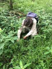 Carex louisianica